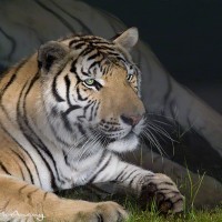 bengal tiger at waters edge