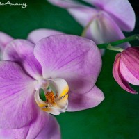 purple orchid bloom on green textured background
