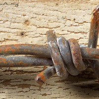 barb wire by susan mcanany