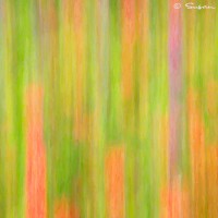 spring flowers abstract photo print