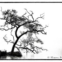 nature art black and white photo of tree in salt water