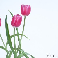 pink tulips on white background art photograph