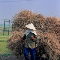 Vietnamese woman in field