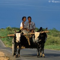 Madagascar couple in wagon art print