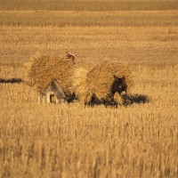 Peru hay fields and farmer art print