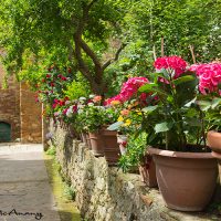 Tuscany architecture and garden