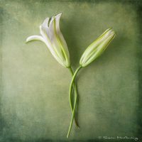 lily flower fine art print
