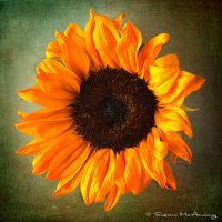sunflower fine art print