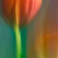abstract peach tulip art print